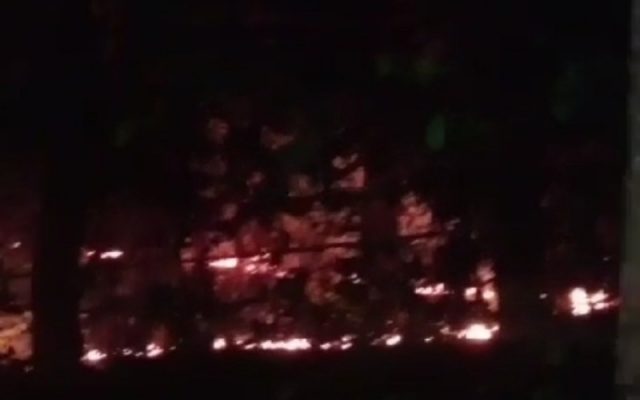 hutan taman punti kayu