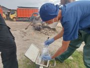 Disbunak OKI : Ini Penyebab Kematian Mendadak Kerbau di OKI