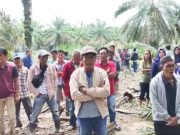 Warga Meradang, PT SWA Lakukan Tumbang Chipping Secara Sepihak