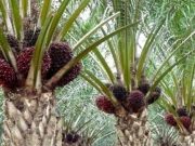 Ratusan Petani Sawit Resah, Uang Tabungan di KUD Marga Mulya Senilai Rp 14,4 Miliar Lenyap