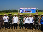 Sukseskan Swasembada Pangan, Pangdam II/Sriwijaya Panen Raya Padi di Desa Cahaya Maju