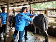 Pemkab OKI Berupaya Selamatkan Kerbau Pampangan dari Kepunahan