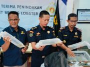 Bea Cukai Sumsel Gagalkan Aksi Penyelundupan Bening Lobster Senilai Rp 22,2 Miliar
