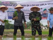 Kebut Optimasi Lahan, Petani OKI Tanam Padi IP 300