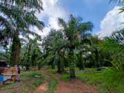 Dua Warga Saling Lapor dan Klaim Lahan 10 Hektare di Lempuing Jaya OKI