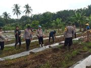 Dukung Program Ketahanan Pangan, Polsek Air Sugihan Tanam Ribuan Bibit Melon Madu