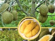 Kadinkes OKI Paparkan Makanan yang Tidak Cocok Dimakan Bersama Durian