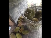 Musim Buah, Berkah Bagi Masyarakat dan Upaya Melestarikan Kearifan Lokal
