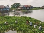 Kades Batun Baru Pimpin Langsung Kerja Bakti Bersihkan Sungai dari Eceng Gondok