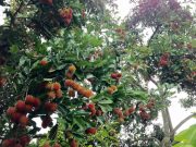 Manfaat dan Kebaikan Buah Rambutan Bagi Kesehatan Tubuh