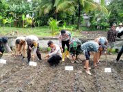 Tanam Jagung Serentak se-Indonesia, Pemkab Bersama Polres OKI Dukung Swasembada Jagung 2026