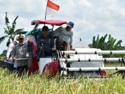 OKI Surplus Beras 238 Ribu Ton, Target Produksi Meningkat