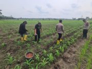 Kapolsek SP Padang Apresiasi Progres Penanaman Jagung, Ajak Masyarakat Fokus pada Ketahanan Pangan