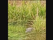 Warga Desa Jermun Resah dengan Kemunculan Buaya di Sungai