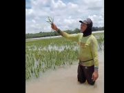 Puluhan Hektare Sawah di OKI Terendam Banjir, Petani Terancam Gagal Panen
