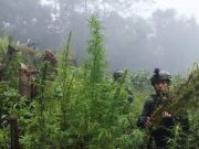 TNI Temukan Ladang Ganja di Pegunungan Papua