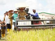 Wakili Sumsel, Petani OKI Panen Raya Serentak Bersama Presiden Secara Virtual