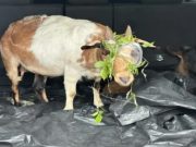 Aksi Cepat Polsek Tanjung Raja Berhasil Tangkap Komplotan Pencuri Kambing