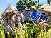 Polres OKI Laksanakan Panen Raya Jagung Serentak Tahap I di SP Padang, Dukung Ketahanan Pangan Nasional 2025