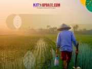 Pentingnya Pemupukan Lahan Sawah Sebelum Ditanami Padi