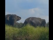Kurangi Ancaman Konflik, KLH Rancang Jalur Khusus Satwa di OKI