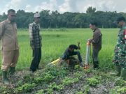 Unsri Lakukan SID Untuk Optimalisasi Lahan Persawahan di Desa Batu Ampar