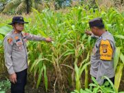 Dukung Ketahanan Pangan dan Swasembada Tahun 2025, Polsek SP Padang Prioritaskan Program Pertanian