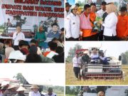 Wabup Netta Panen Raya Padi di Upang Jaya, Banyuasin Terus Galakkan Swasembada Pangan