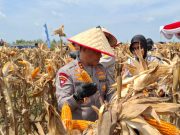 Berkat Polri, Herman Deru Sebut Produksi Jagung di Sumsel Meningkat Hampir Dua Kali Lipat