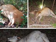 Warga Pangkalan Lampam Resah, Pencurian Sapi Marak Terjadi