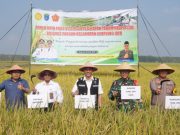 Usai Panen Raya, Petani OKI Langsung Tanam Padi IP 300