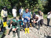 Polsek SP Padang Tanam Jagung Serentak Bersama Tripika dan Petani di Bungin Tinggi
