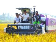IP300 Tercapai, Petani OKI Nikmati Panen Tiga Kali Setahun