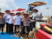 Saat Panen Jagung di OKU Timur, Ketua Komisi IV DPR RI Titiek Soeharto: Serasa Napak Tilas