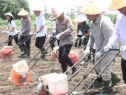 Panen Raya Ditargetkan Akhir Tahun, Kapolda Sumsel Optimistis Swasembada Pangan Tercapai