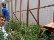 Dukung Program Ketahanan Pangan, Lapas Kayuagung Panen Hasil Tanaman Warga Binaan