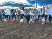 Penanaman Jagung Serentak Kuartal IV, Wujud Sinergi Polri dan Pemerintah Dukung Swasembada Pangan Nasional