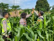 Polres OKI Awasi dan Rawat Lahan Jagung Binaan di Kayuagung