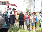 Dukung Ketahanan Pangan Nasional, Bupati Banyuasin Dorong Optimalisasi Lahan Saat Panen Raya