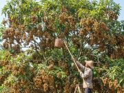 Agar Pohon Duku Berbuah Lebat, Ini Tipsnya