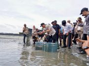 Ekspor Menggiurkan, Infrastruktur Listrik Tambak Udang OKI Diperkuat