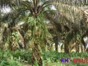 Kenali Gulma di Kebun Sawit: Mana yang Merugikan, Mana yang Justru Menguntungkan