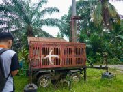 Kabel Semrawut di OKI Ditertibkan, Operator Dilibatkan