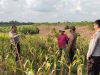 Pastikan Kesiapan Panen Kuartal II, Kapolsek Talang Ubi Cek Lahan Jagung Poktan Benakat Minyak