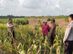 Pastikan Kesiapan Panen Kuartal II, Kapolsek Talang Ubi Cek Lahan Jagung Poktan Benakat Minyak