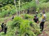Polisi Bongkar Ladang Ganja 20 Hektar di Empat Lawang