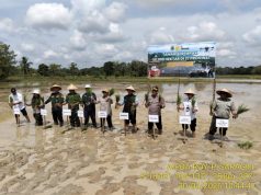 Tanam Padi Serentak, PALI Garap 500 Hektare