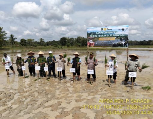 Tanam Padi Serentak, PALI Garap 500 Hektare