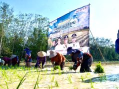 OKI Jadi Lokus Utama Percepatan Tanam Padi Sumsel, Target 111 Ribu Hektare