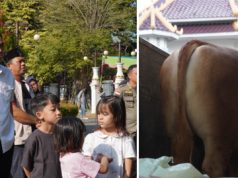 Sapi 1,1 Ton Milik Peternak OKI Jadi Pilihan Kurban Presiden Prabowo
